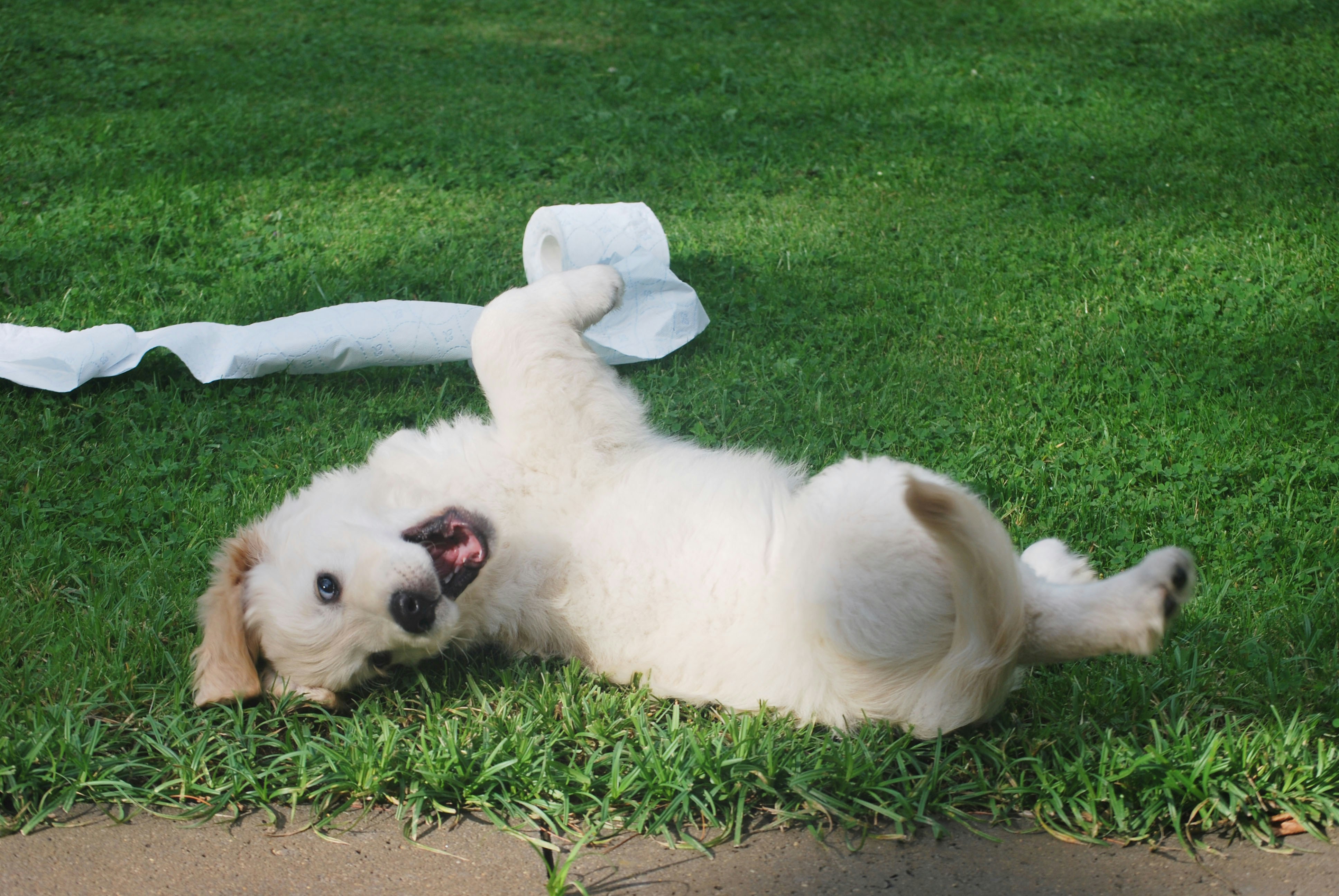 Playful puppy lying on its back in the grass